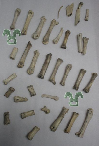 File:Bone findings Trissino.JPG